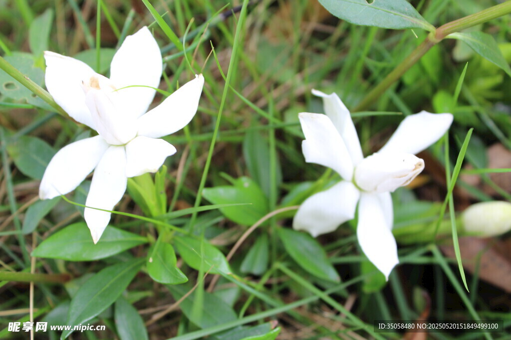 栀子花 