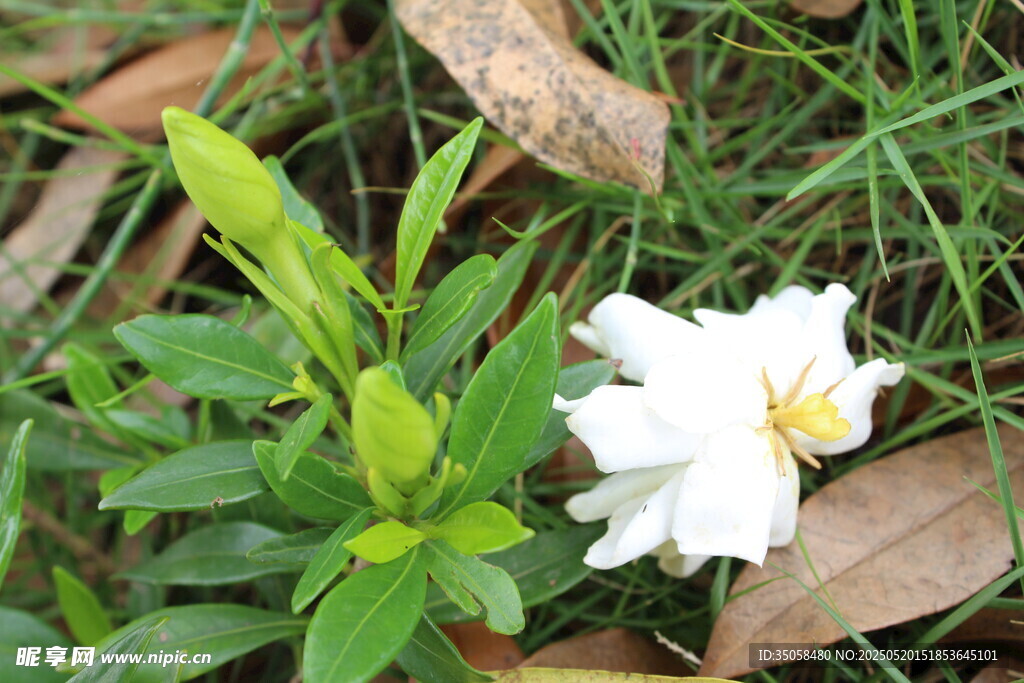 栀子花  