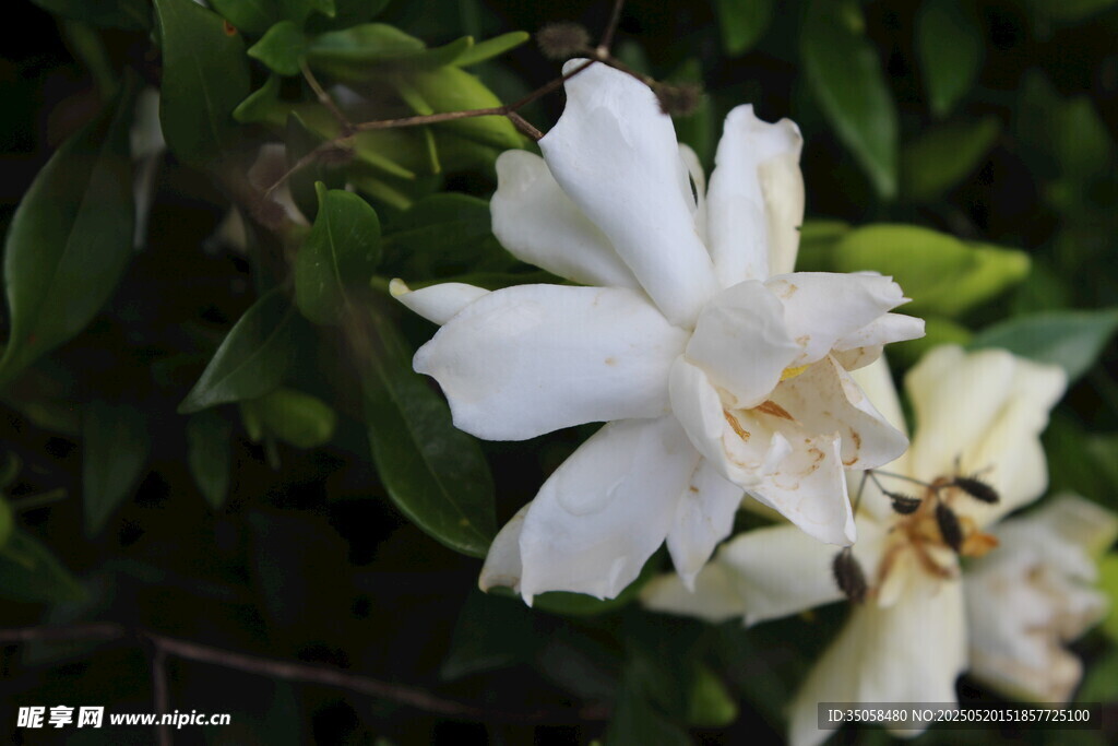栀子花 