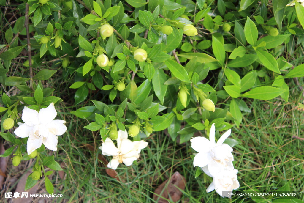 栀子花  