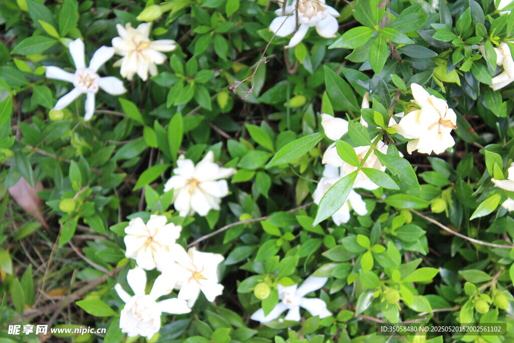 栀子花 
