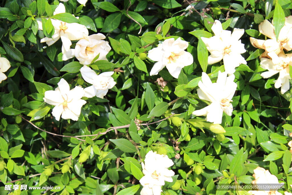 栀子花  