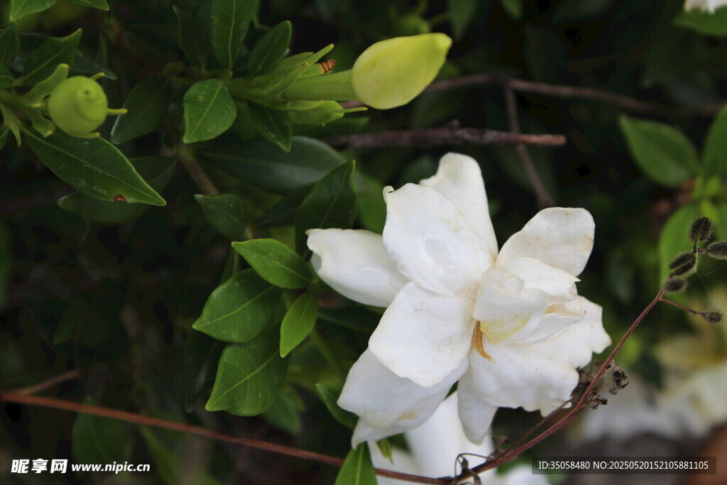 栀子花 