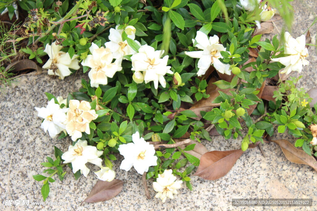 栀子花  