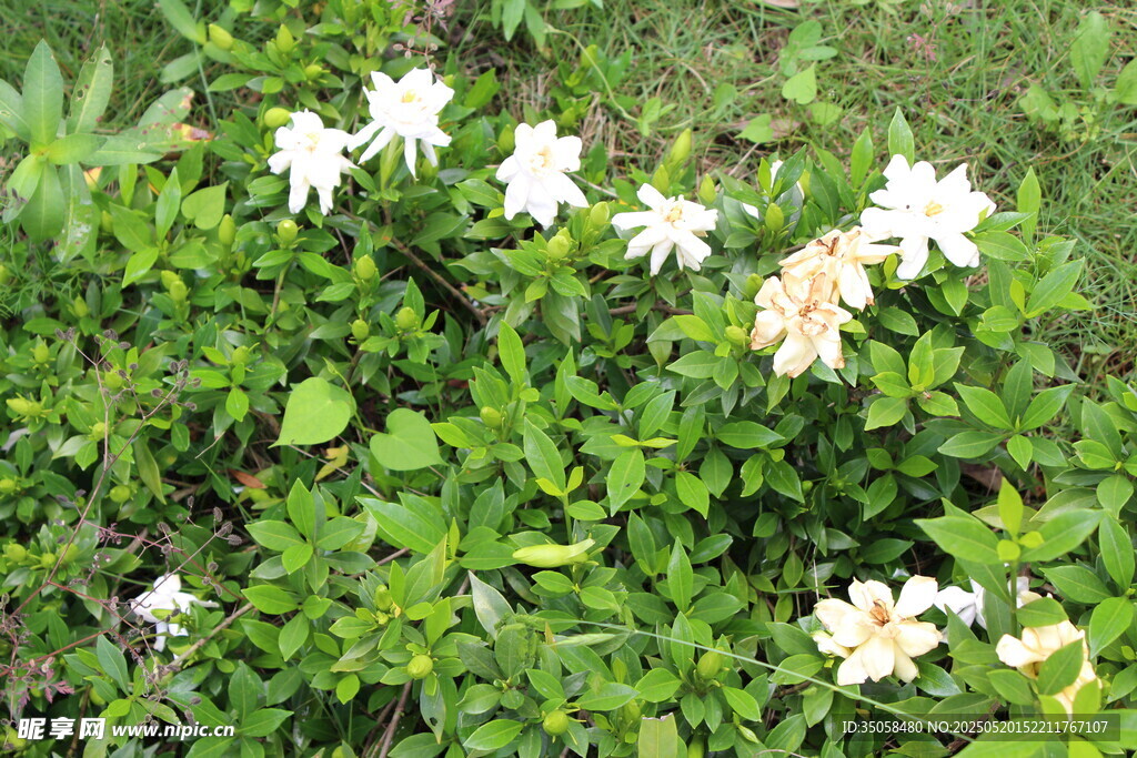 栀子花  