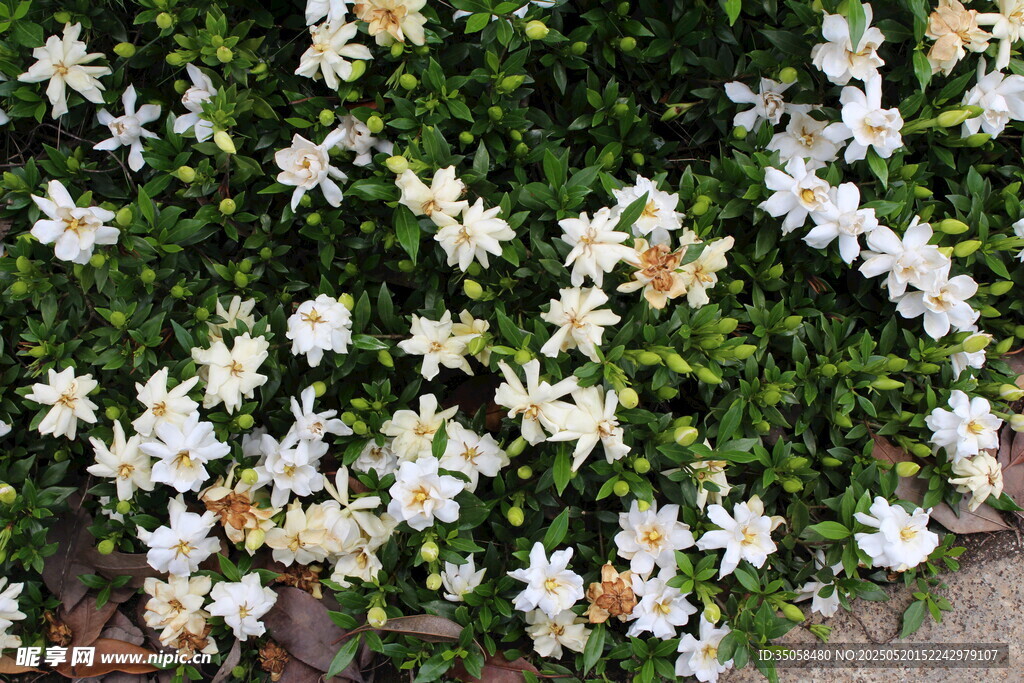 栀子花 