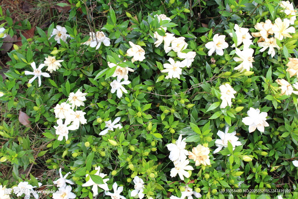 栀子花  