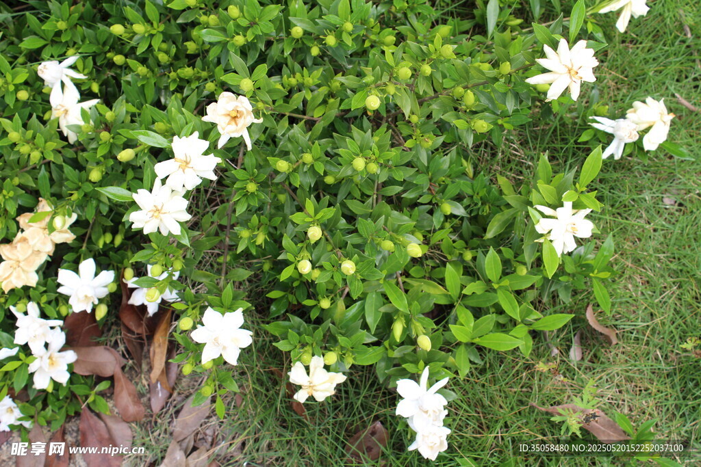栀子花 