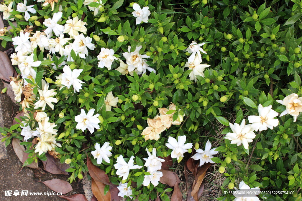 栀子花 