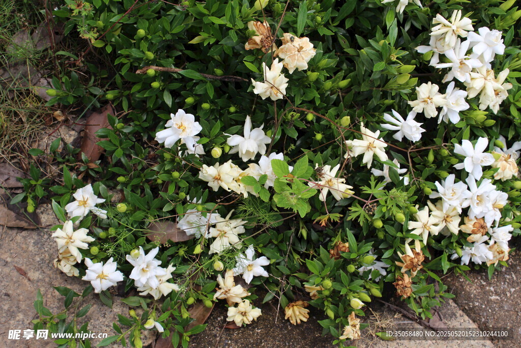栀子花 