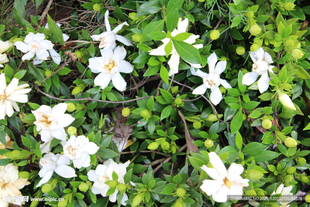 栀子花  