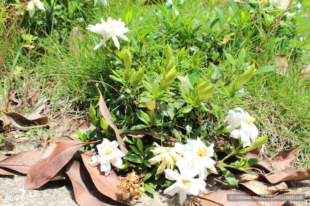 栀子花  