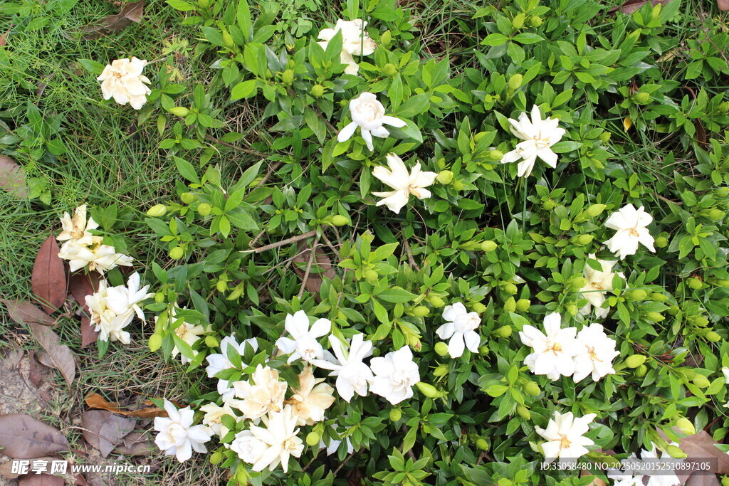 栀子花  