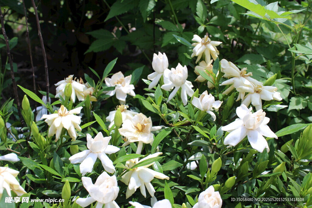 栀子花  