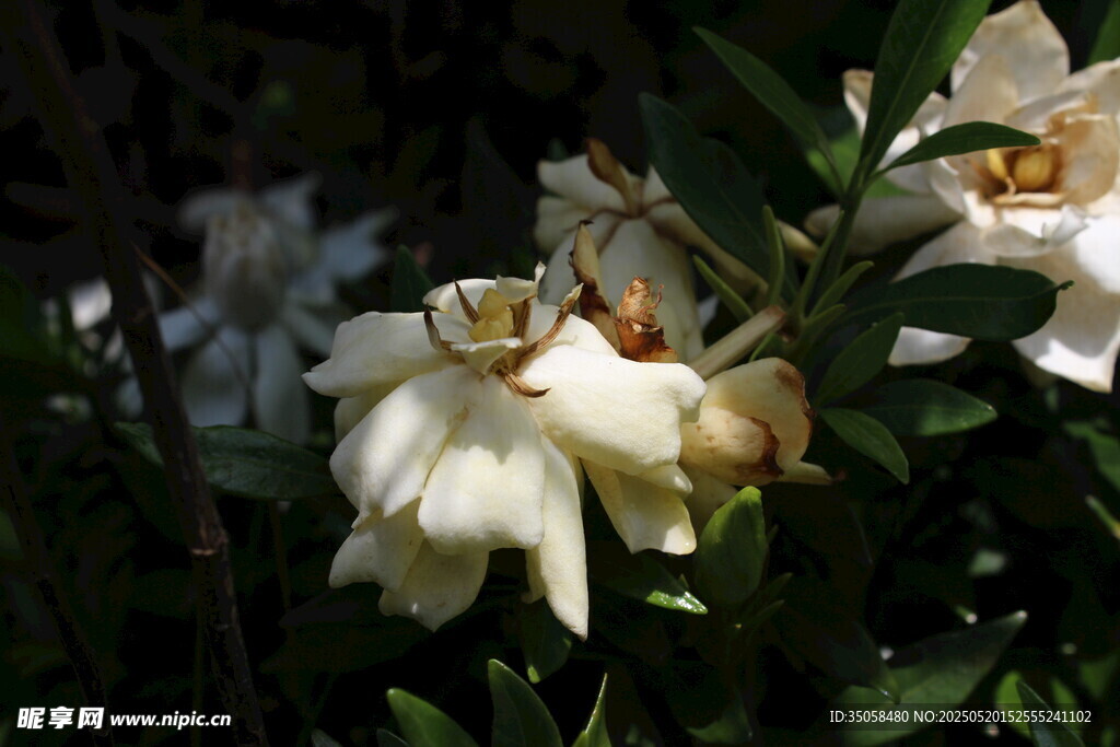 栀子花 