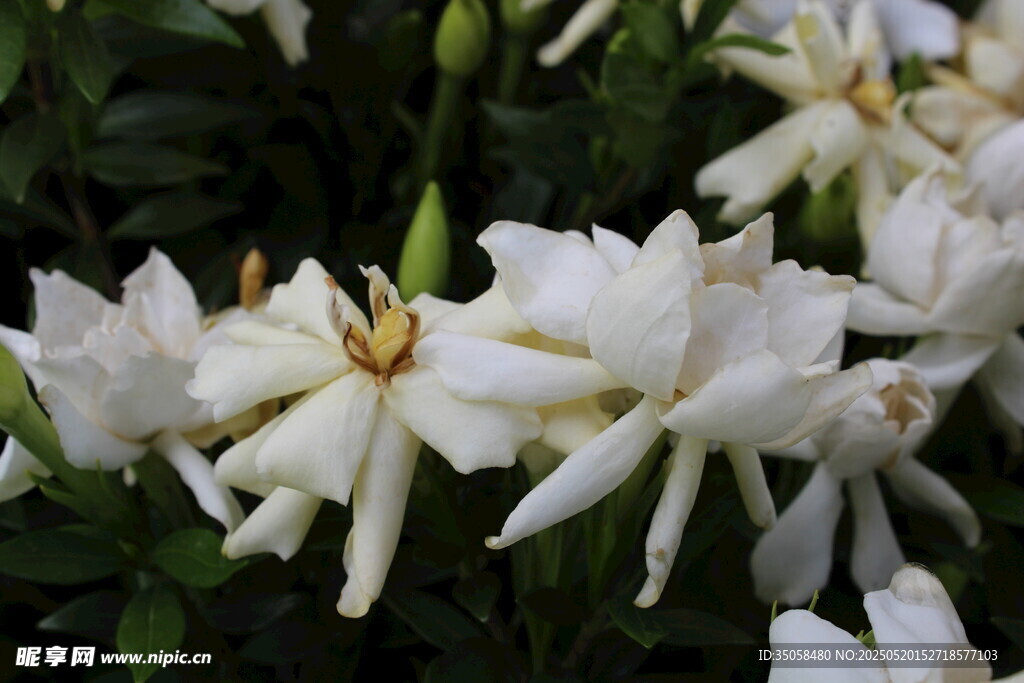 栀子花 