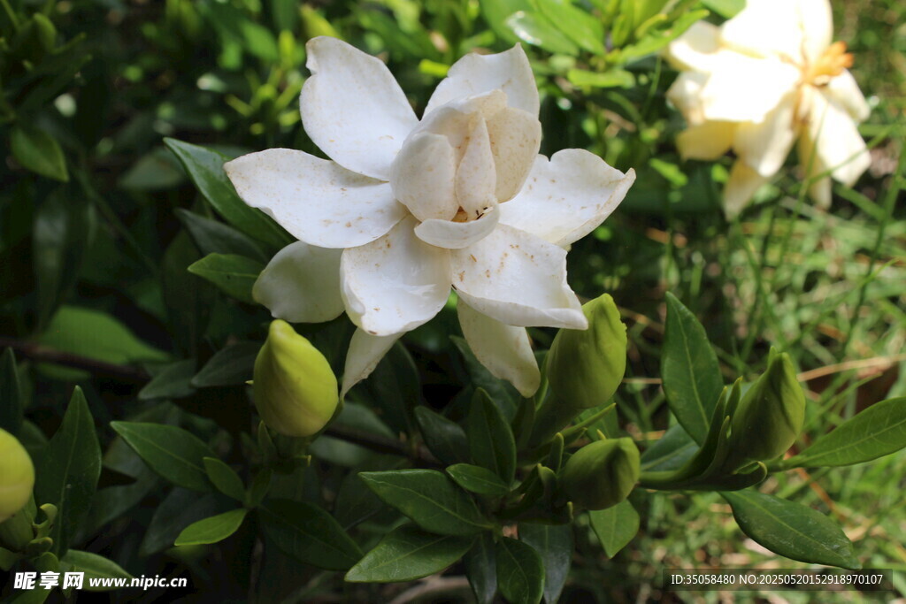 栀子花 