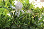 栀子花 