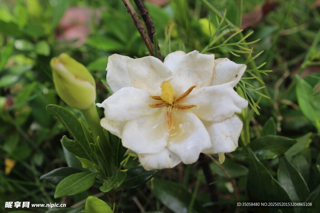 栀子花 