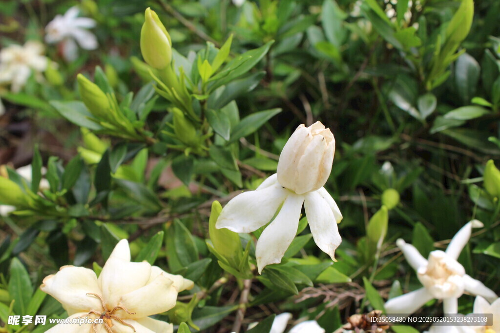 栀子花 