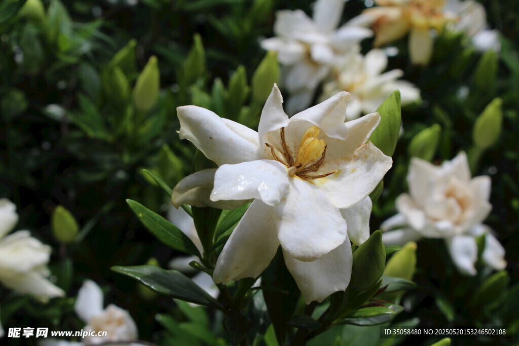 栀子花 