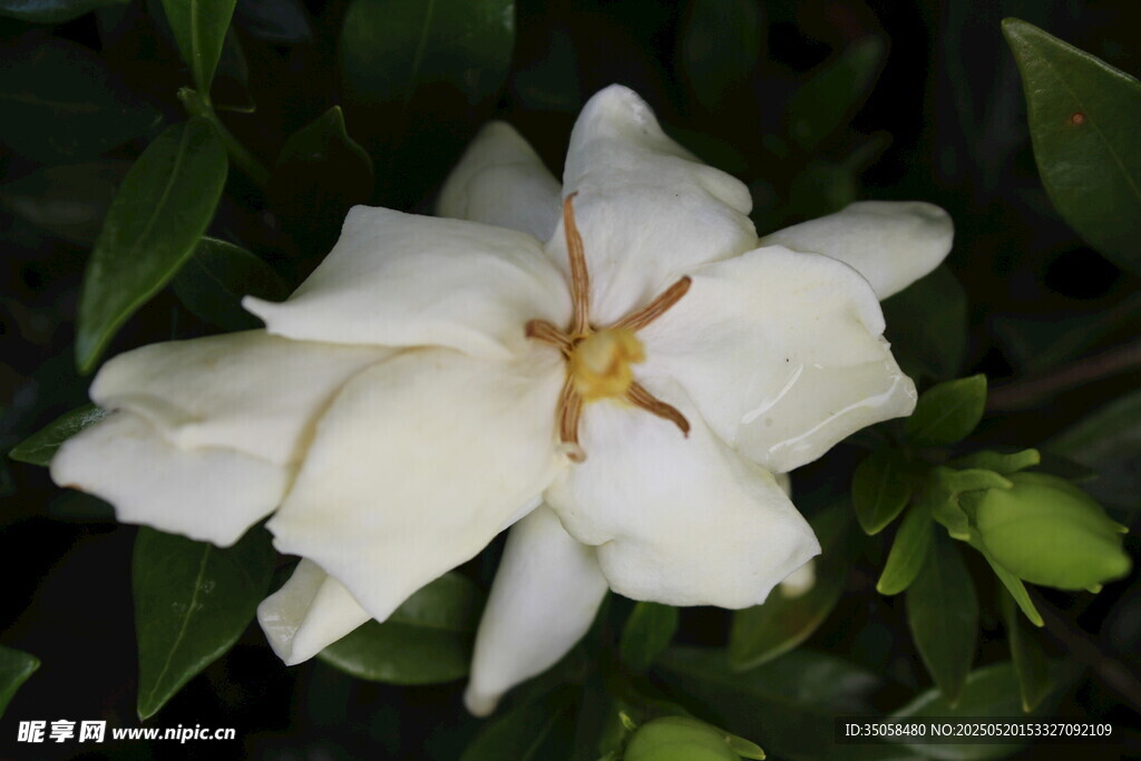 栀子花 