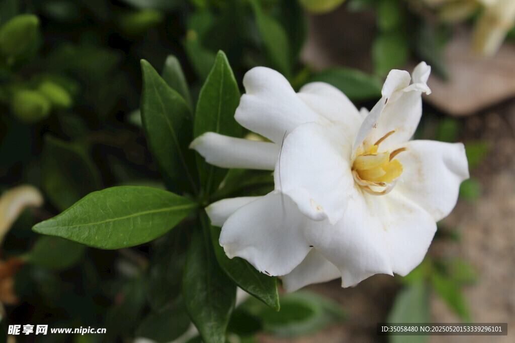 栀子花 