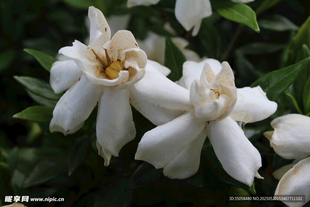栀子花 