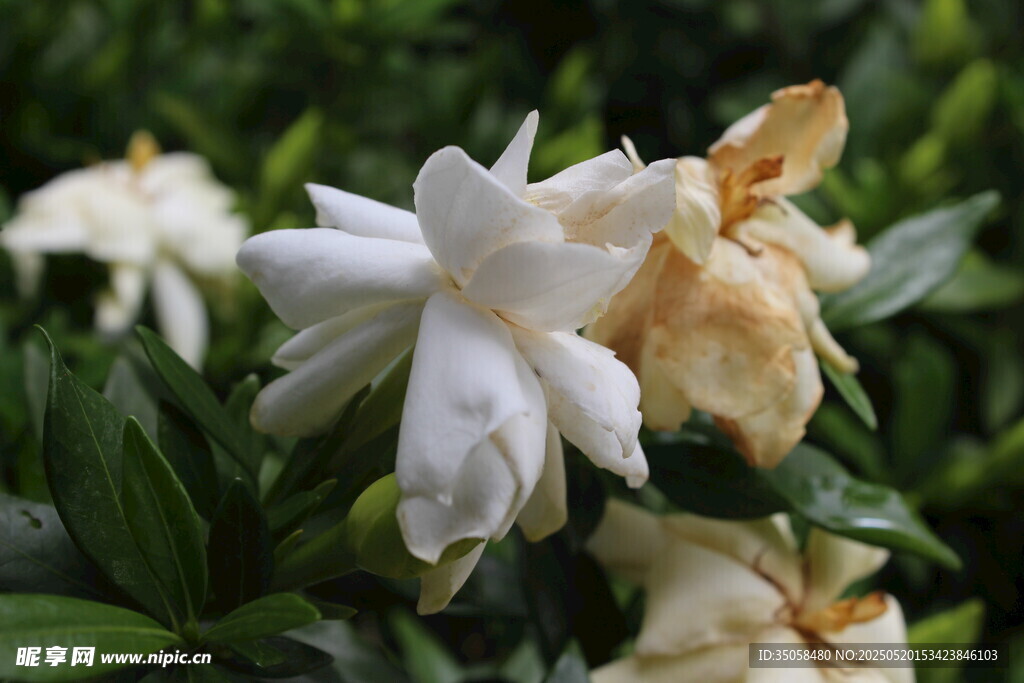 栀子花 