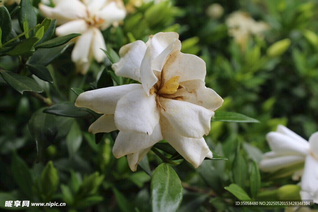 栀子花  