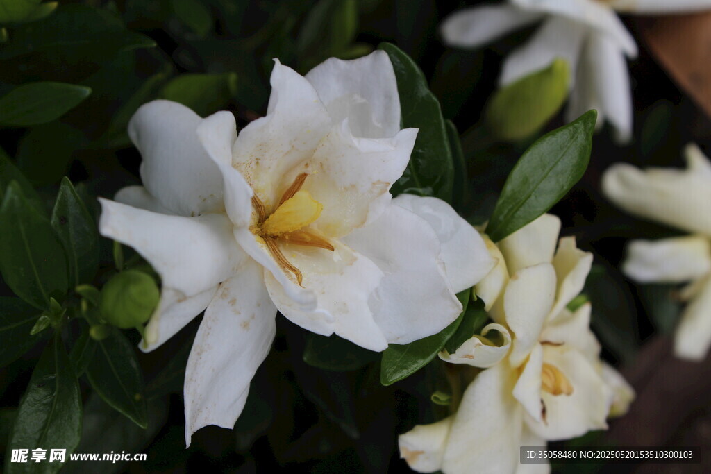 栀子花 