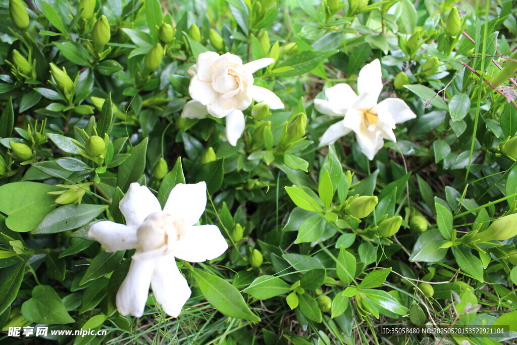 栀子花  