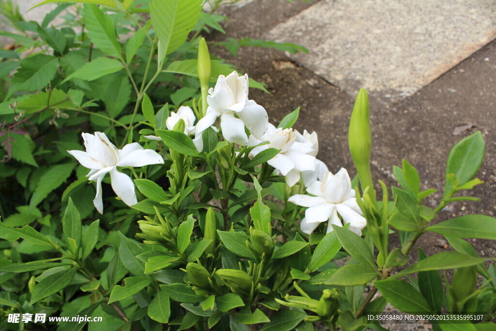 栀子花 