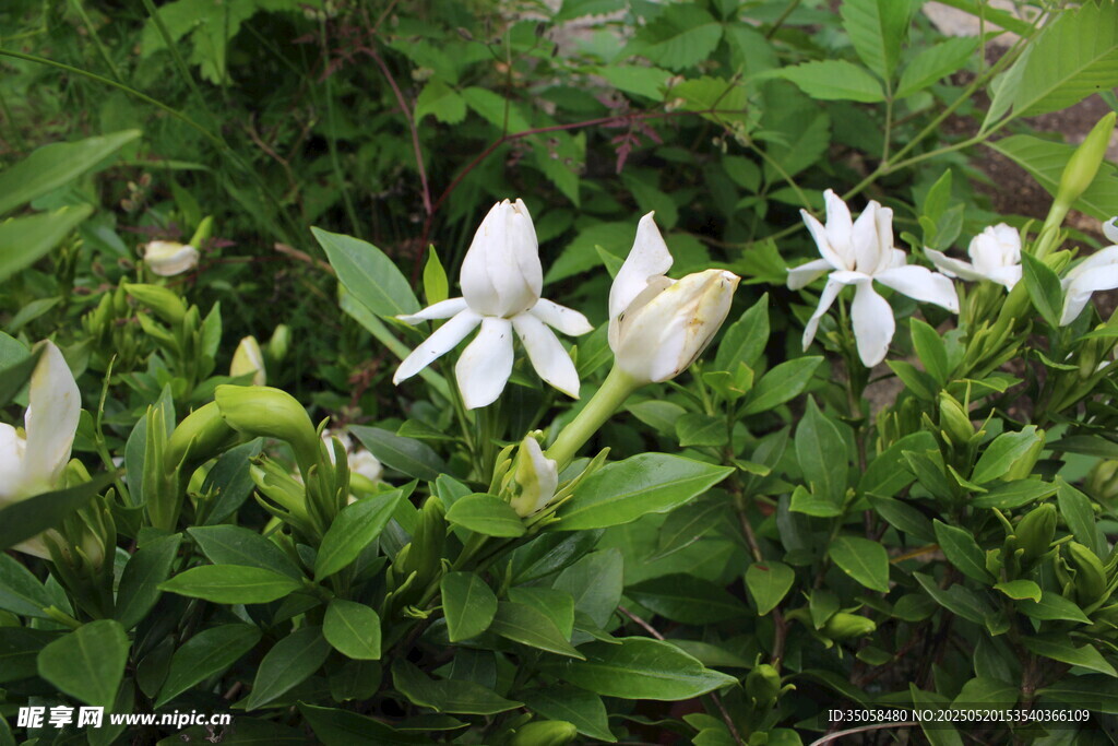 栀子花  