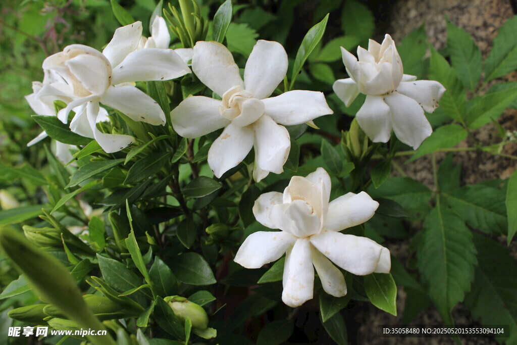 栀子花 