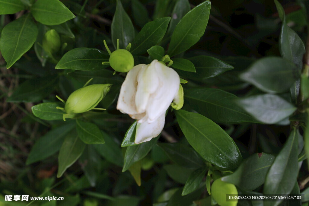 栀子花 