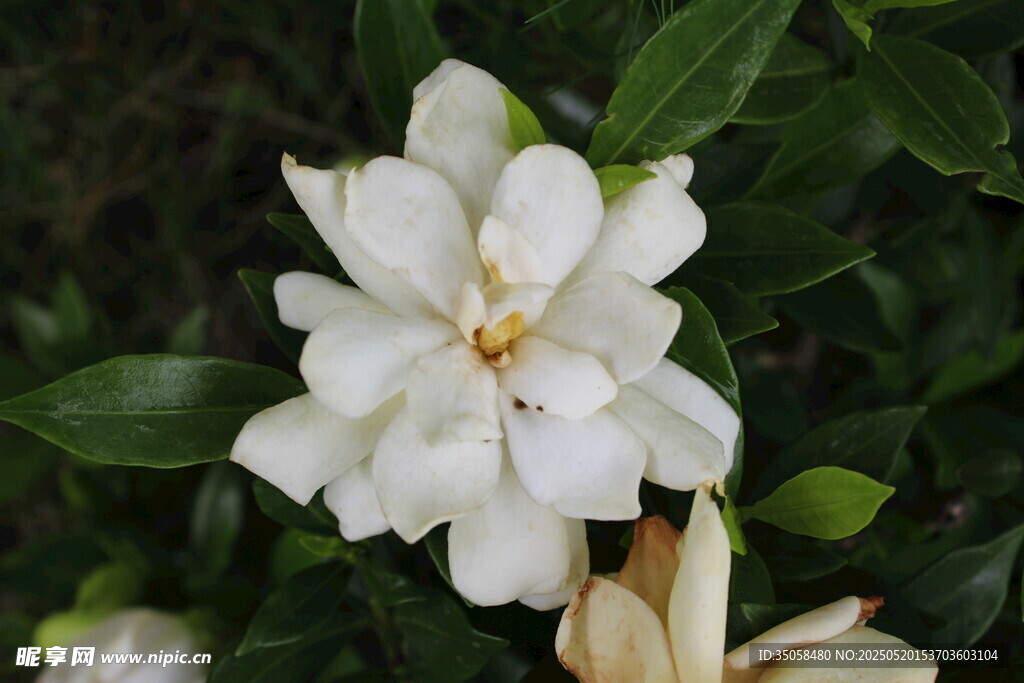 栀子花 