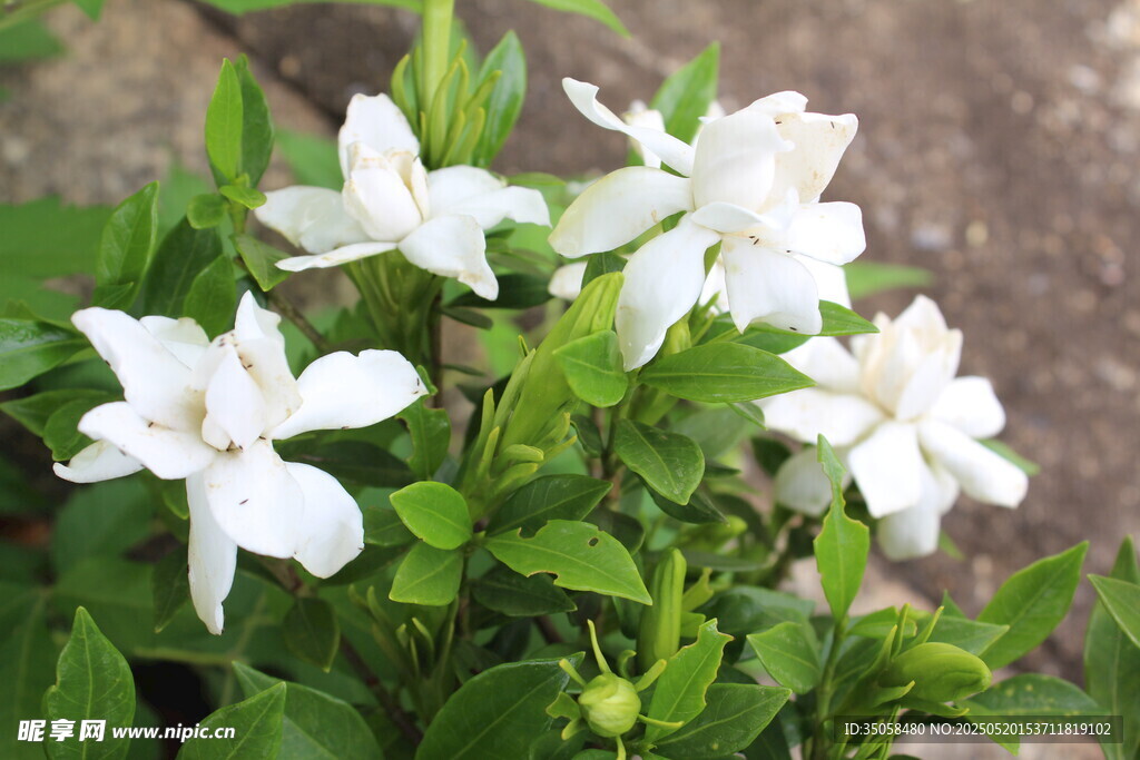 栀子花 