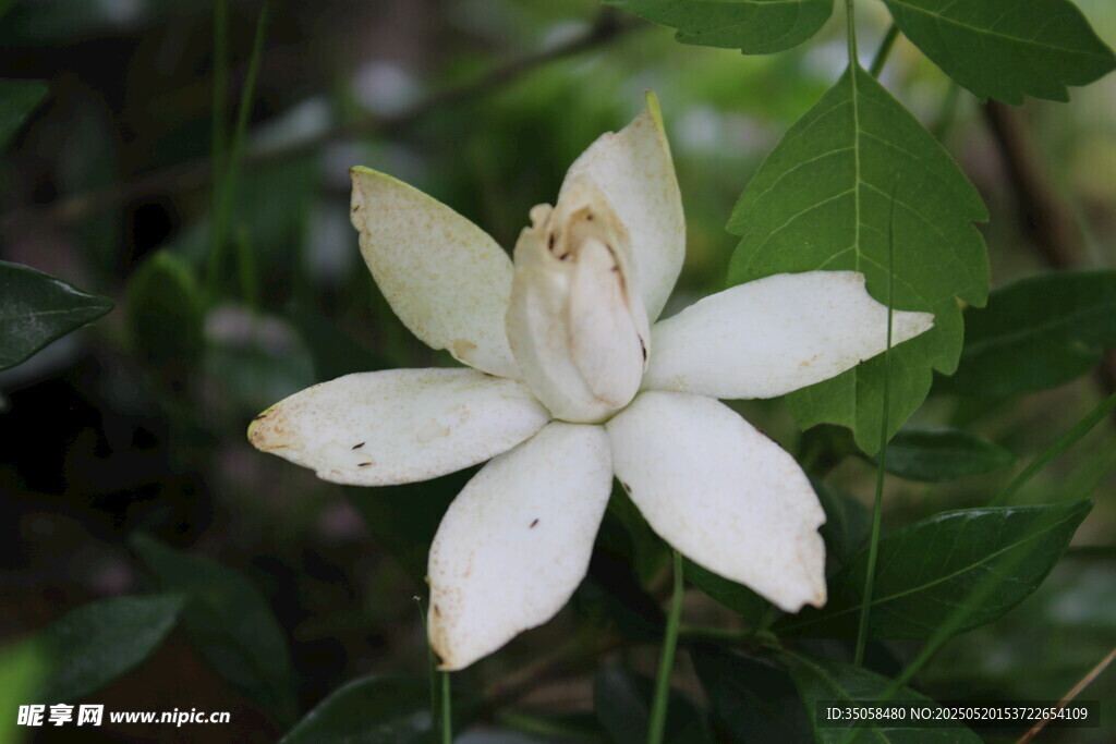 栀子花 