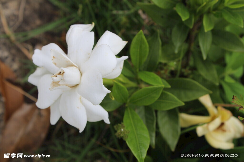 栀子花 