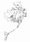 花卉线条素描图
