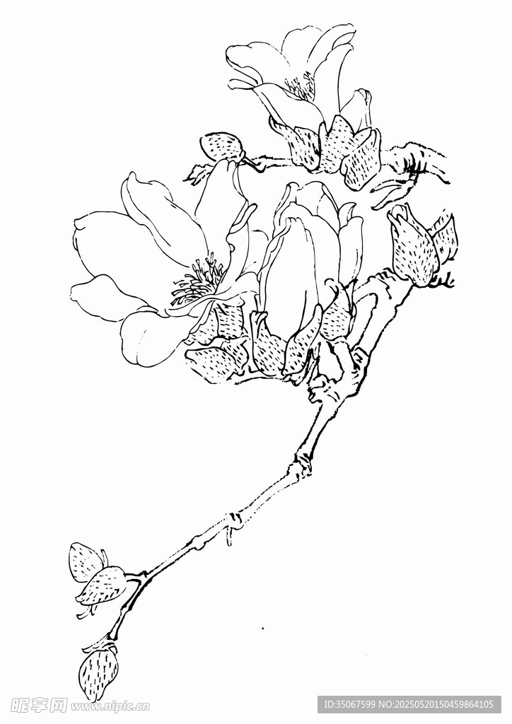 花卉线条素描图