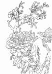 牡丹花卉黑白线稿图