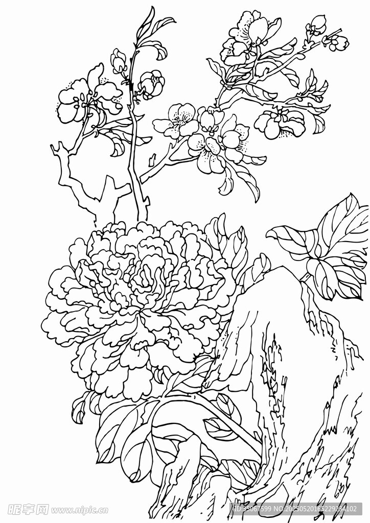 牡丹花卉黑白线稿图
