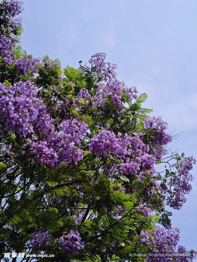 盛开的蓝花楹