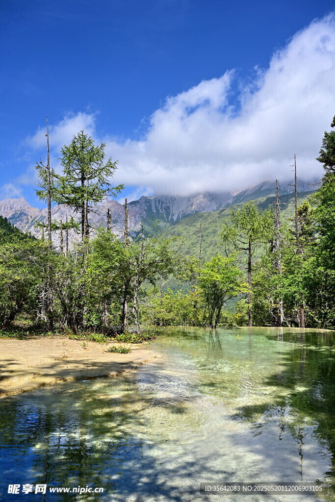 黄龙风光山间清澈溪流与葱郁林木
