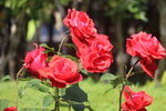 月季花
