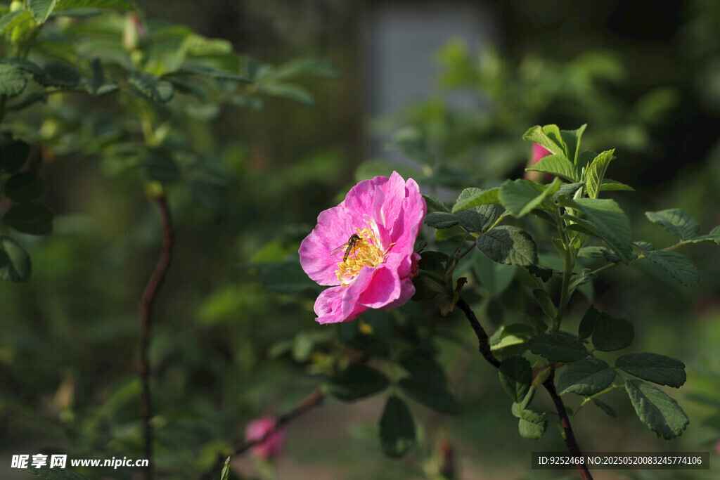 粉月季花 