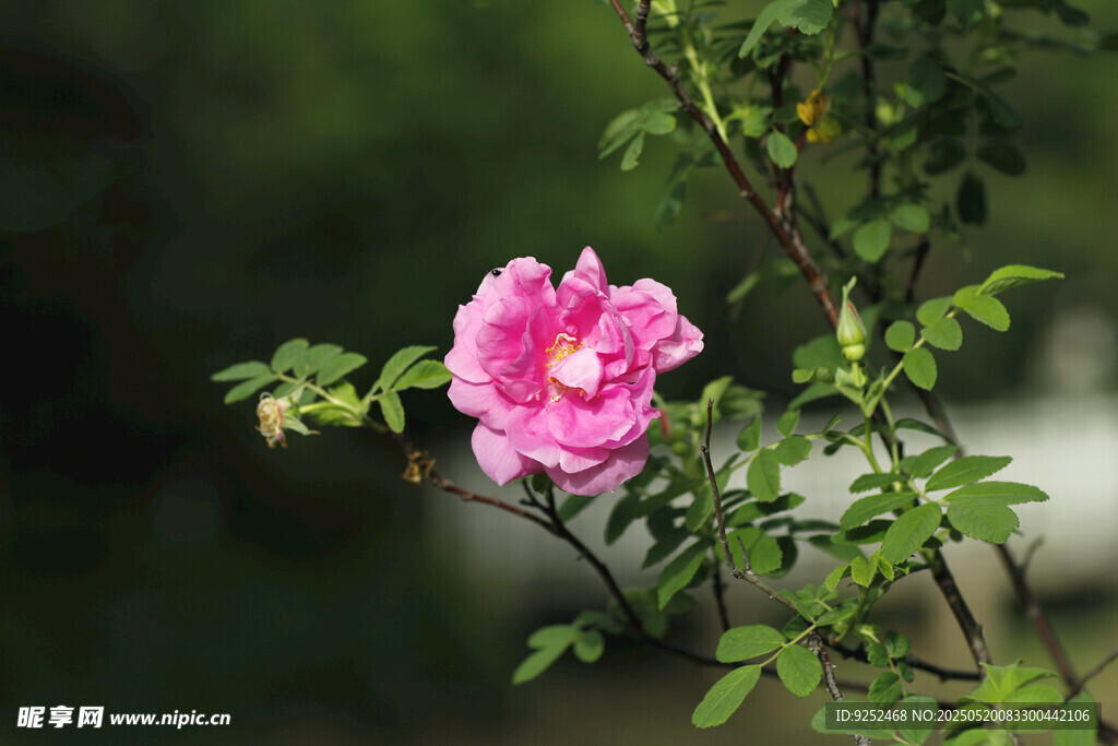 玫瑰花 