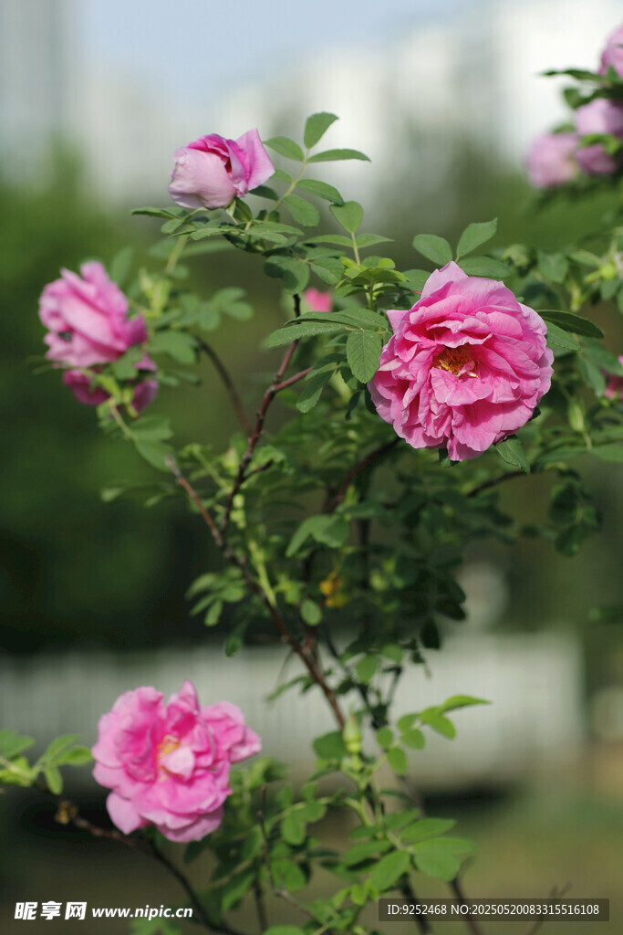 玫瑰花 